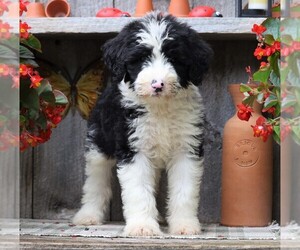 Sheepadoodle Puppy for sale in FREDERICKSBG, OH, USA