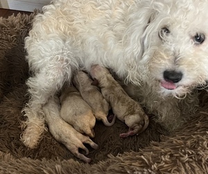 Chihuahua-Maltipoo Mix Puppy for sale in PICO RIVERA, CA, USA