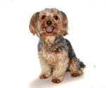 Small #2 Mutt