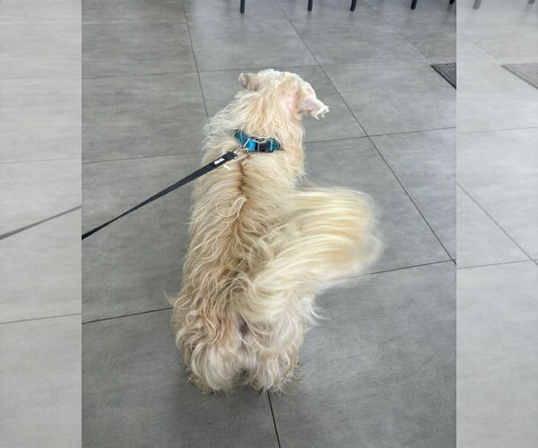 Medium Photo #3 Lhasa Apso-Unknown Mix Puppy For Sale in Virginia Beach, VA, USA