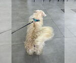 Small #2 Lhasa Apso Mix