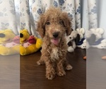 Havapoo puppies - Male Havapoo Puppy for Sale - Photo #13