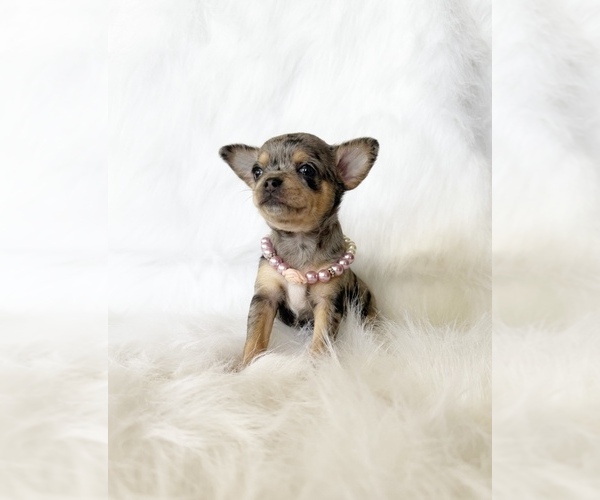 Medium Photo #2 Chihuahua Puppy For Sale in SACRAMENTO, CA, USA