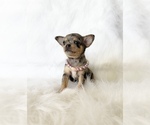 Small #1 Chihuahua