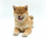 Small Photo #8 Shiba Inu Puppy For Sale in Neosho, MO, USA