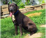 Small #1 Labrador Retriever Mix