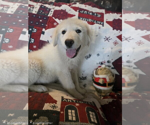 Medium Photo #3 Great Pyrenees Puppy For Sale in Spring, TX, USA