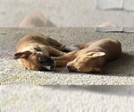 Small Photo #20 Shepradors Puppy For Sale in Princeton, MN, USA