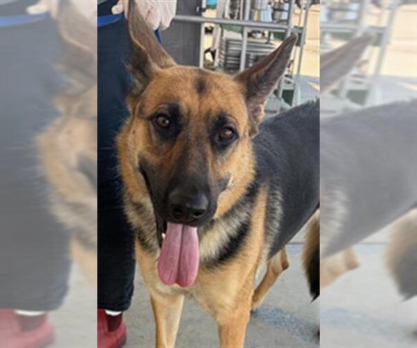 Medium Photo #1 German Shepherd Dog Puppy For Sale in Bakersfield, CA, USA