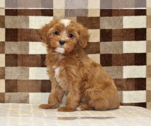 Cavapoo (Miniature) Puppy for sale in DENVER, PA, USA