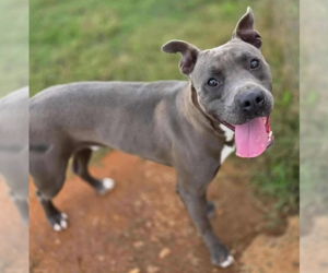 Mutt Dogs for adoption in Hillsboro, NH, USA