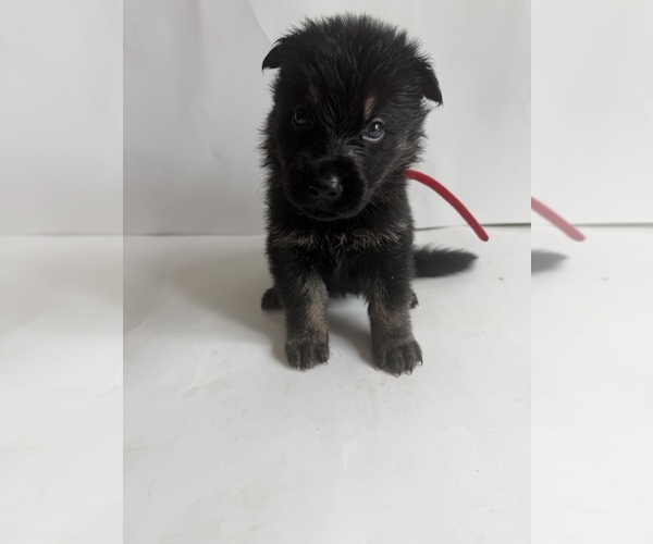 Medium Photo #11 German Shepherd Dog Puppy For Sale in ONTARIO, CA, USA