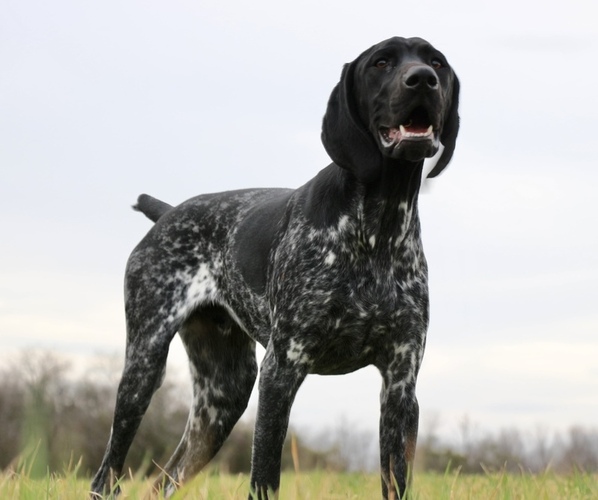Medium Photo #7 German Shorthaired Pointer Puppy For Sale in KERRVILLE, TX, USA