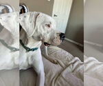 Small #1 American Staffordshire Terrier Mix