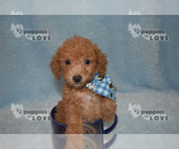 Full screen Photo #5 Poodle (Toy) Puppy For Sale in SANGER, TX, USA