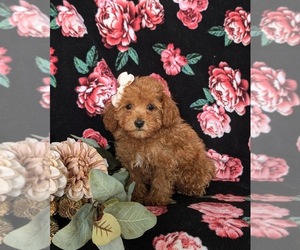 Maltipoo Puppy for sale in LINCOLN UNIV, PA, USA