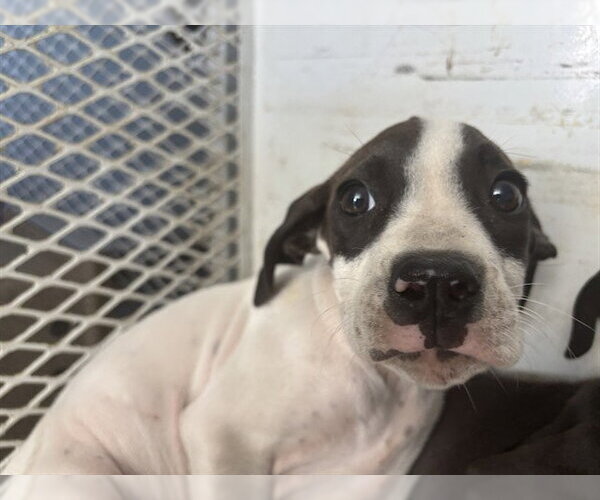 Medium Photo #1 Mutt Puppy For Sale in Bakersfield, CA, USA