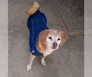 Sammy-his BFF is roomy - Male Beagle Dog for Adoption - Photo #4