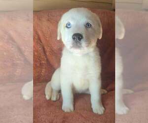 Great Pyrenees-Unknown Mix Dogs for adoption in Brewster, NY, USA