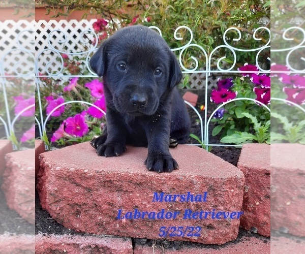 Medium Photo #1 Labrador Retriever Puppy For Sale in SHIPSHEWANA, IN, USA