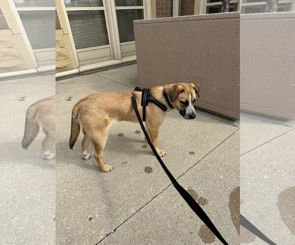 Medium Photo #3 Mutt Puppy For Sale in Plainfield, IL, USA