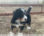 Puppy Puppy 1 Bernedoodle (Miniature)