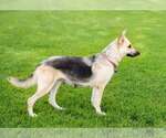 Small #1 German Shepherd Dog