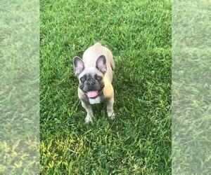 French Bulldog Puppy for sale in WHITTIER, CA, USA