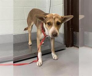 Mutt Dogs for adoption in Corpus Christi, TX, USA