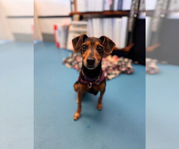 Medium Photo #1 Miniature Pinscher-Unknown Mix Puppy For Sale in Muskegon, MI, USA