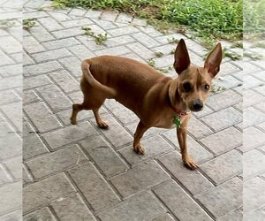 Chihuahua-Unknown Mix Dogs for adoption in Royal Palm Beach, FL, USA