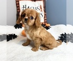 Small Photo #5 Cavalier King Charles Spaniel Puppy For Sale in GREENWOOD, IN, USA