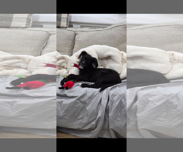 Medium Photo #1 Mutt Puppy For Sale in Woodbury, NY, USA