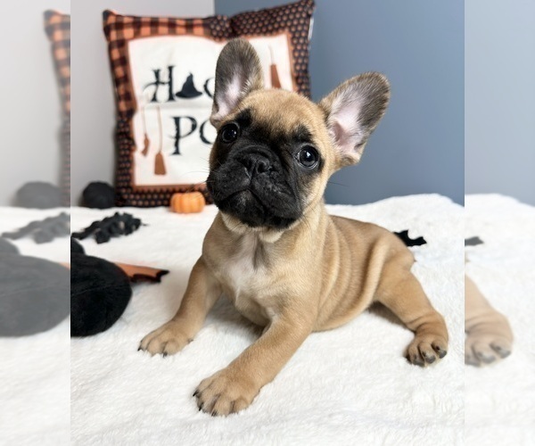 Medium Photo #2 French Bulldog Puppy For Sale in GREENWOOD, IN, USA