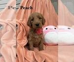 Puppy PEACH Goldendoodle