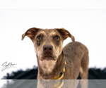 Small Catahoula Leopard Dog Mix