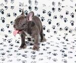 Small Photo #2 French Bulldog Puppy For Sale in BEALLWOOD, GA, USA