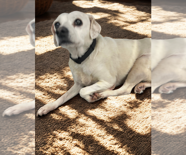 Medium Photo #3 Labbe Puppy For Sale in San Diego, CA, USA