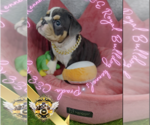 English Bulldog Puppy for sale in ATHENS, GA, USA