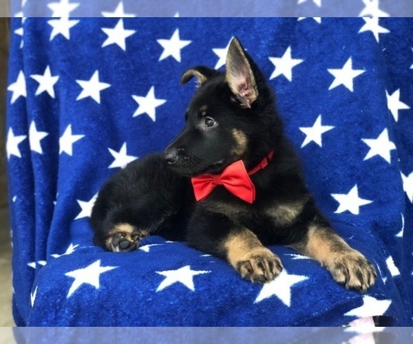 Medium Photo #4 German Shepherd Dog Puppy For Sale in CEDAR LANE, PA, USA