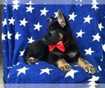 Small Photo #4 German Shepherd Dog Puppy For Sale in CEDAR LANE, PA, USA