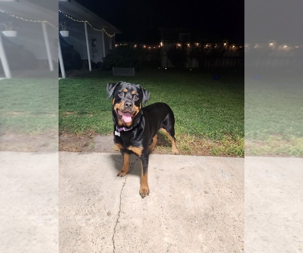 Medium Photo #4 Rottweiler-Unknown Mix Puppy For Sale in White Hall, AR, USA