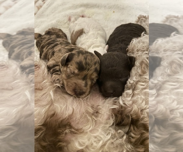 Medium Photo #51 Poodle (Toy) Puppy For Sale in MURRIETA, CA, USA