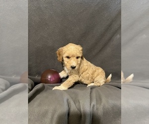 Goldendoodle (Miniature) Puppy for Sale in CONVOY, Ohio USA