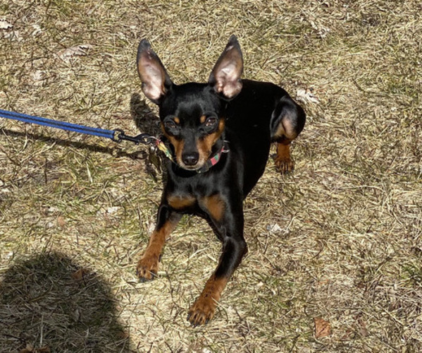 Medium Photo #1 Muggin Puppy For Sale in HILLSDALE, MI, USA