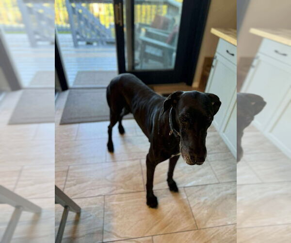 Medium Photo #7 Great Dane Puppy For Sale in Bullard, TX, USA