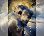 Small #15 Doberman Pinscher