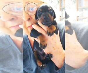 Doberman Pinscher Puppy for Sale in VANCOUVER, Washington USA