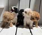 Small Photo #4 Poodle (Miniature) Puppy For Sale in CURTISS, WI, USA