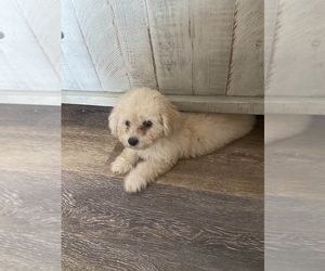 Poodle (Toy) Puppy for sale in THOMASVILLE, NC, USA